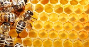 فوائد العسل الملكي الماليزي